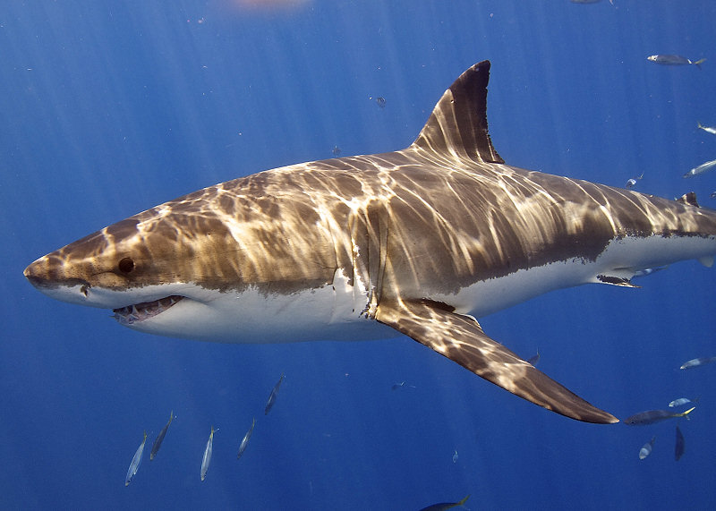 Grand requin blanc à l'île Guadaloupe (Mexique).